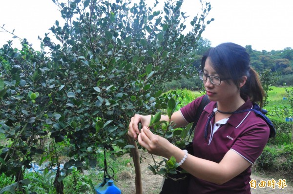 桃園區農改場博士陳巧燕今天到新竹縣茶油樹產銷班的農場技術指導。(記者廖雪茹攝)
