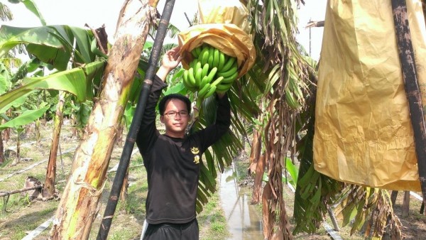 黃明賢回國後加入了屏東縣政府燕南飛計劃,未來他計畫將農地擴大到2公頃,以海外的管理方式穩定台灣精緻農業發展。(屏東縣政府農業處提供)