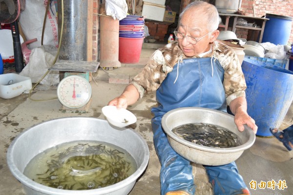 花壇鄉漁民吳東蓮以特殊口訣「數魚歌」來計算魚苗數量,有如歌謠傳唱。(記者湯世名攝)