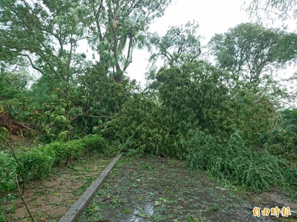台南公园遭强颱袭击伤重。(记者洪瑞琴摄)