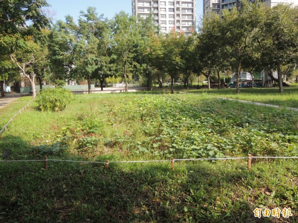 新竹縣社區規劃師協會認養竹北市公3公園，最近在公園闢設菜園，引發地方熱烈討論。（記者廖雪茹攝）