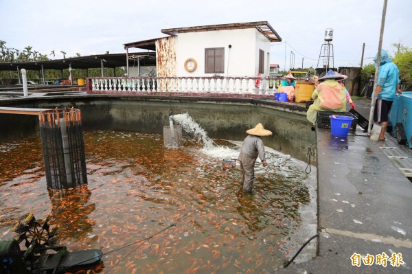 在換池、運送過程中,池中因加入了微量的牙科用麻醉劑,減少紅魚掙扎受傷,也保持魚體的好賣相。(記者邱芷柔攝)