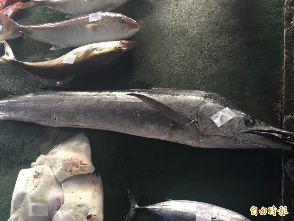 今年底旗魚捕獲量少。(記者張存薇攝)