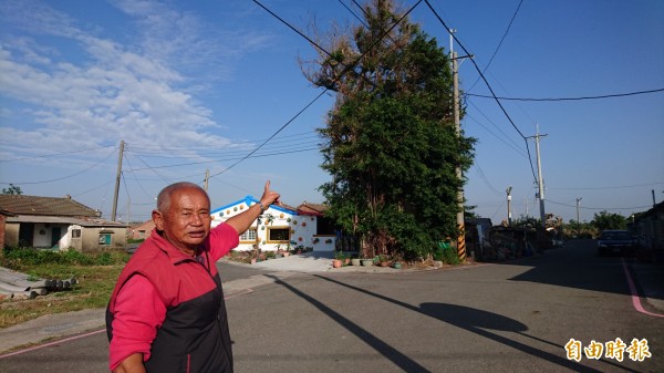 泰安宮廟公王州成說,榕樹長到阻礙電線,為了安全須剪樹。(記者楊金城攝)