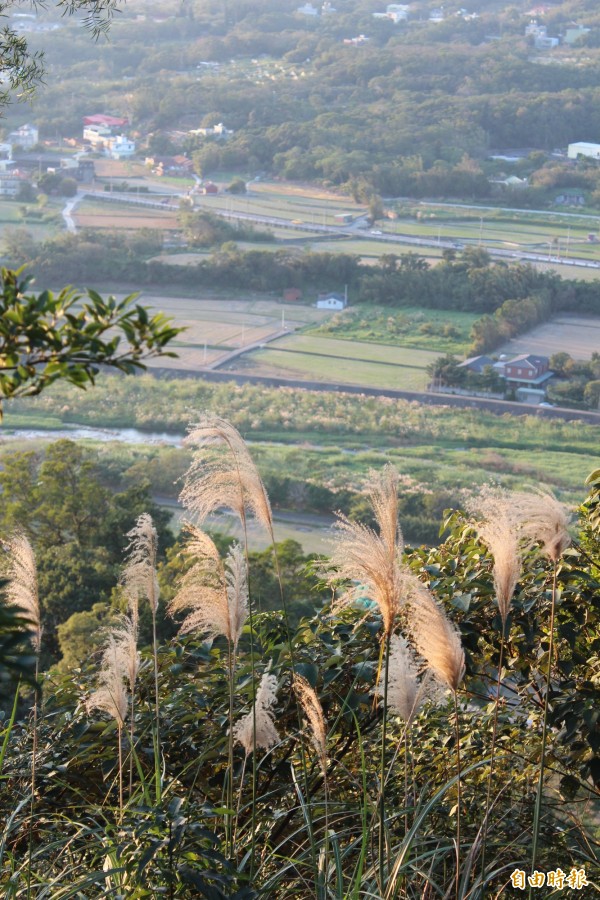 從飛龍步道景觀台眺望霄裡溪沿線田野。(記者黃美珠攝)