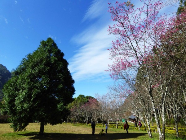 粉紅櫻花搭配藍天白雲,在隆冬營造出春天美景。(圖由奧萬大森林遊樂區提供)
