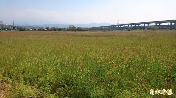 天公持續不雨,水情嚴峻,苗栗農田水利會鼓勵農友辦理休耕,每公頃可領取4萬5千元補助。(記者彭健禮攝)