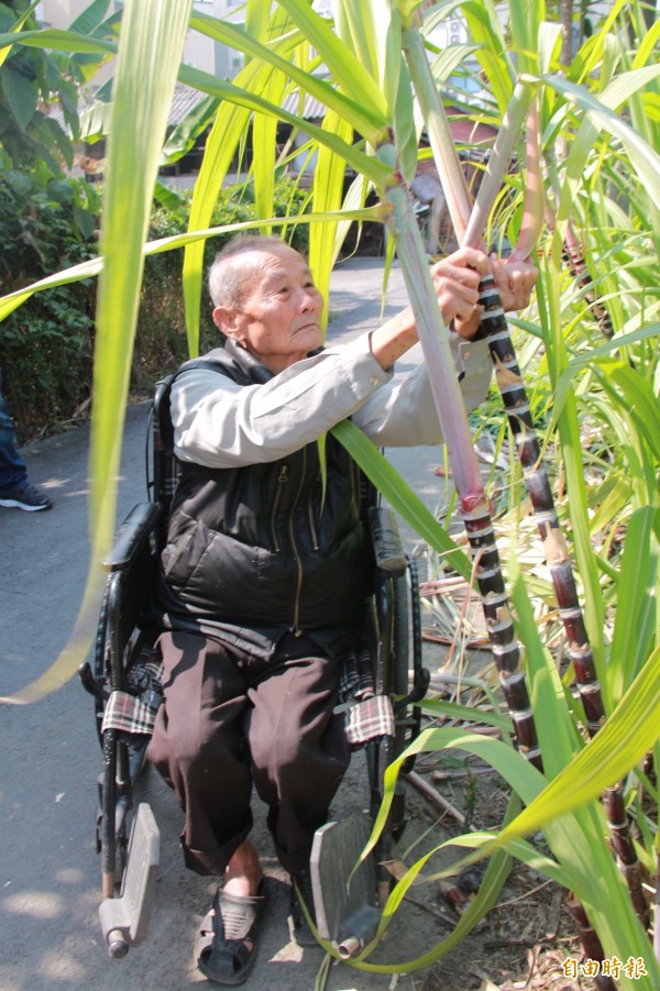 87歲的陳照不在乎雙腳無力症狀,每日推著輪椅整理農作。(記者陳冠備攝)