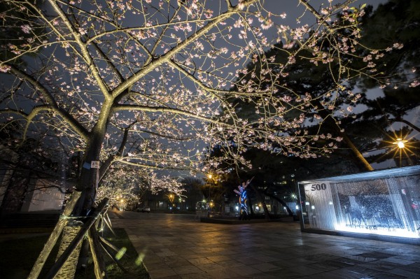 新竹公園櫻花綻放,夜櫻風情全台最好拍!(市府提供)