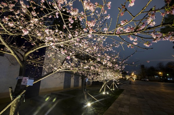 新竹公園櫻花綻放,夜櫻風情全台最好拍!(市府提供)
