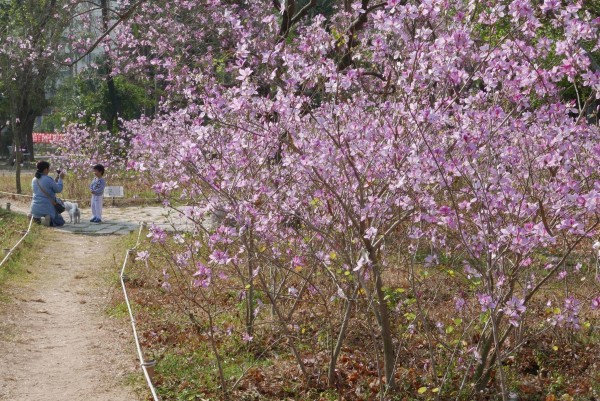 台南公園羊蹄甲進入盛開期。(晁瑞光提供)