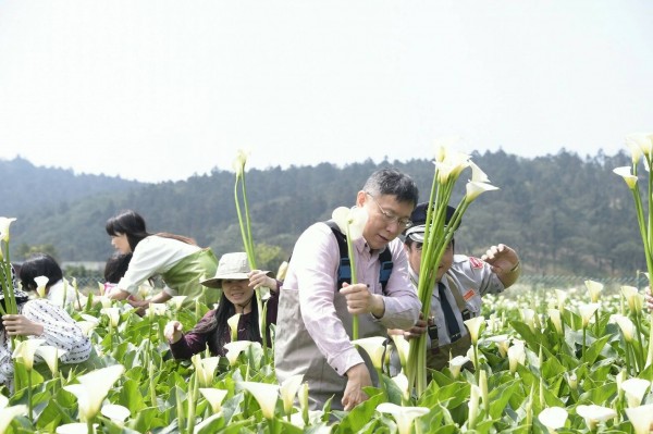 柯文哲還親自下田採收海芋花,只見他認真挑選,身手俐落地連摘了五株海芋花。(北市府提供)