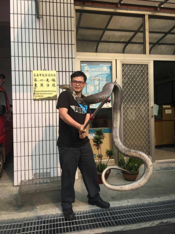 網路流傳一張南市消防局東原分隊抓到大蛇的照片,消防隊員雙手持棍撐住蛇身,蛇頭掛在肩上,煞是驚人。(記者王涵翻攝)