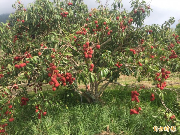 「豔荔」荔枝產期早,酸甜可口。(記者張存薇攝)