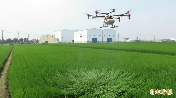 無人機空中噴藥大大節省農村人力及成本。(記者廖淑玲攝)