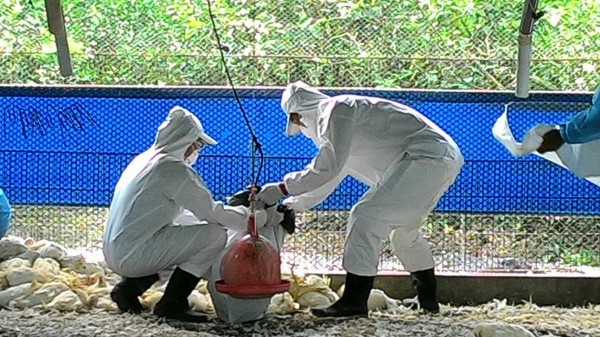 屏東縣動物防疫所執行撲殺作業。(圖由屏東縣政府提供)