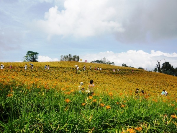 台鐵今夏推6趟郵輪式列車旅遊,可參加豐年祭、看金針花海。(圖:台鐵局提供)