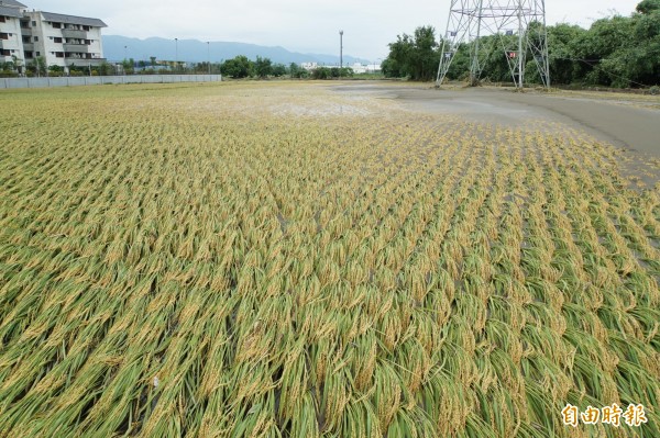 被水淹過的稻田,被爛泥埋在土中。(記者詹士弘攝)