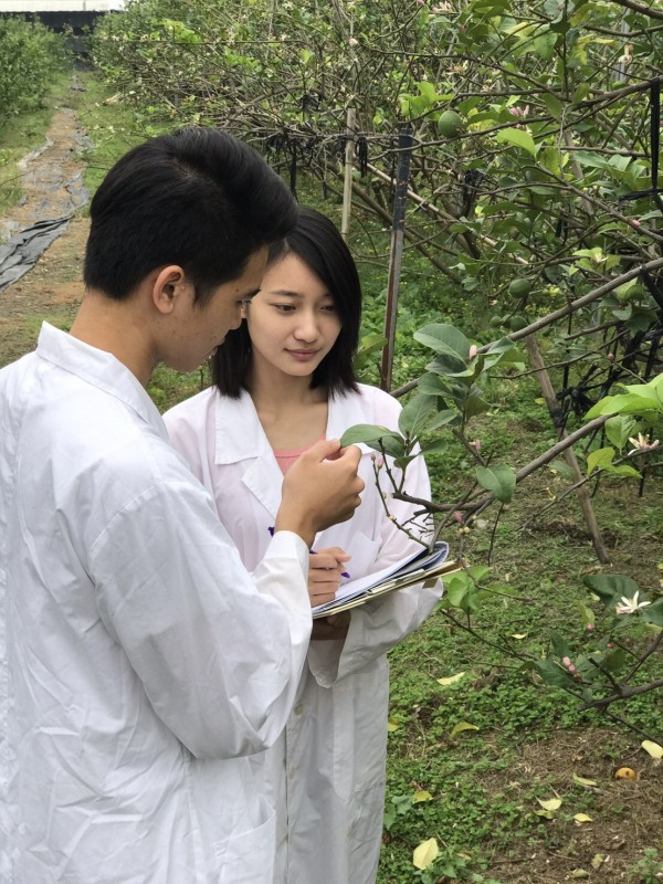 屏科大植醫系學生在檸檬園中進行健診。（屏東科技大學植醫系提供）