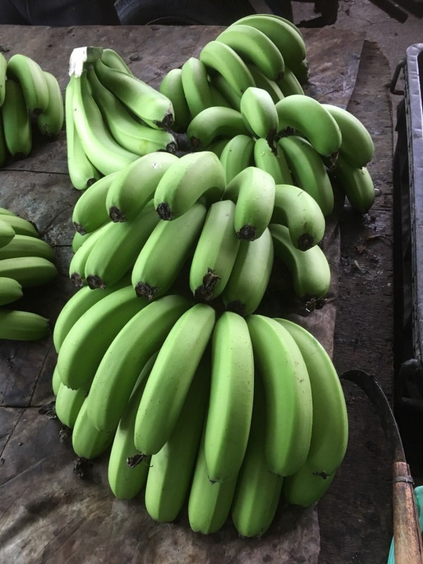 屏東香蕉進入盛產期。（屏東縣政府提供）