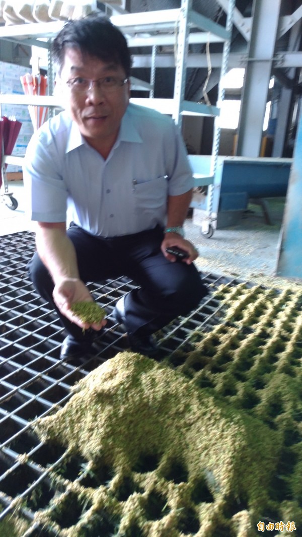 西螺農會總幹事廖錦富檢視收購稻穀,溼度仍偏高。(記者廖淑玲攝)
