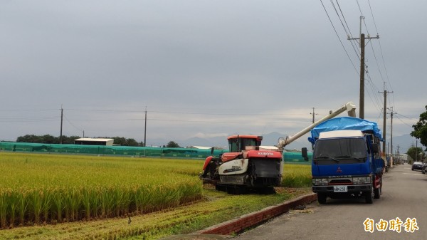 農民搶收一期稻。(記者廖淑玲攝)