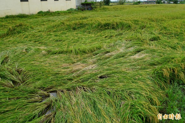 613豪雨造成雲林成熟水稻含水量過重而倒伏。(記者詹士弘攝)