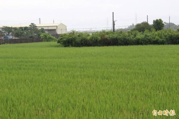 雨後的稻田綠油油讓人心曠神怡。(記者張聰秋攝)