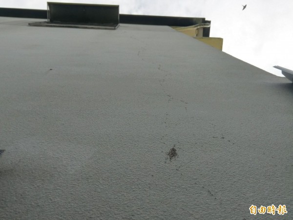 集集市區遭螞蟻入侵，民宅外牆爬滿螞蟻，準備循著窗台爬進室內築巢。（記者劉濱銓攝）