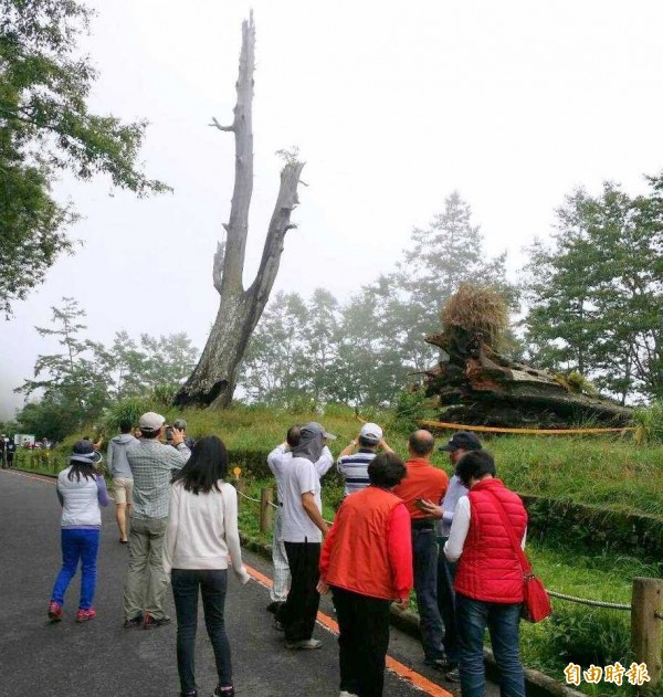 玉山國家公園塔塔加夫妻樹中的「夫樹」發生倒塌意外後,吸引許多遊客前往關心。(記者謝介裕攝)