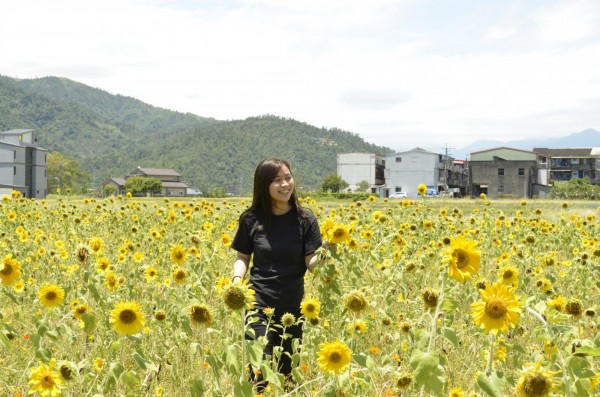 宜蘭縣三星米香園區1萬5000朵向日葵,今天起開放免費採花。(記者江志雄翻攝)