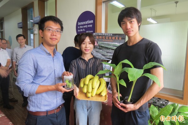 培育植物疫苗接種蕉苗的楊佳慈團隊已獲進駐基地的校友創投資助。(記者蘇孟娟攝)