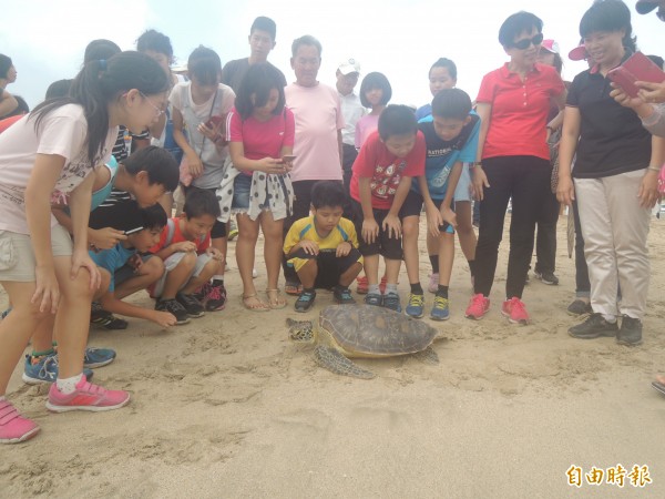 嵵裡沙灘時常舉行海龜野放，成為澎湖綠蠵龜復育重鎮。（資料照，記者劉禹慶攝）