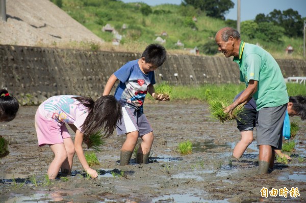 老農夫江清井阿公(右)在泥田裡一一指點南隘國小學童們插殃要訣。(記者洪美秀攝)