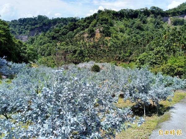 果樹噴灑白色的碳酸鈣,效果猶如「隔離霜」防曬傷,滿山果園像被白雪覆蓋,成為烈日下特殊景觀。(記者曾迺強攝)
