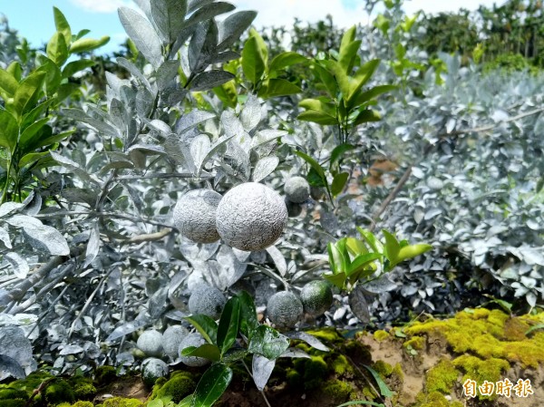 茂谷柑也要噴「隔離霜」防曬!但專家建議碳酸鈣噴灑或塗抹果粒上即可,整株噴灑易阻塞葉面孔隙,降低光合作用,影響生長。(記者曾廼強攝)
