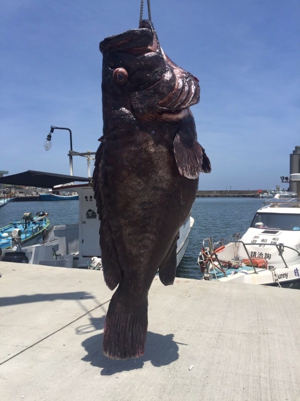 洪姓釣友在北方三島海域釣到1尾長175公分、重161台斤(約97公斤)的超級巨無霸「七帶石斑」。(記者林欣漢翻攝)