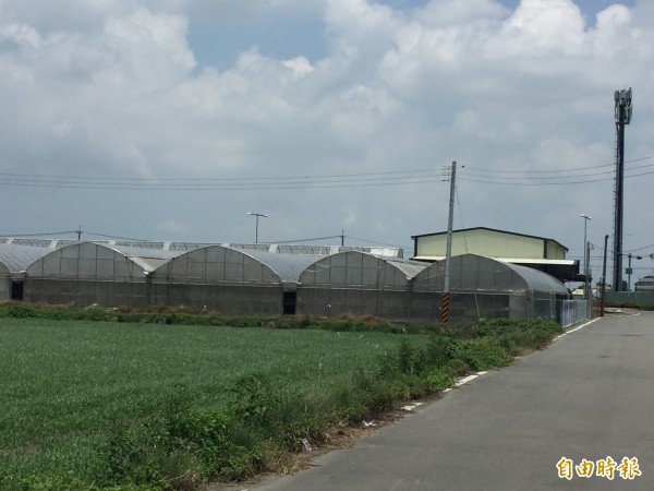 彰化縣農會在二林中科園區大排沙農場附近設置的網溫室栽培區。（記者張聰秋攝）