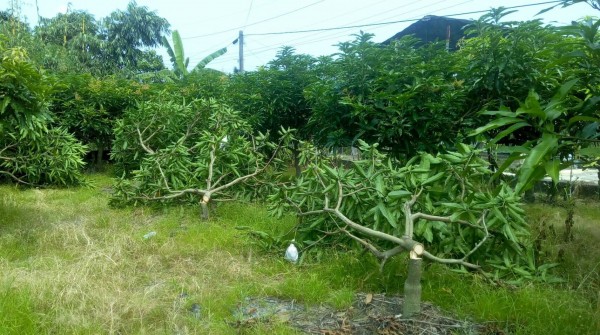 張姓果農的芒果樹被砍倒。（記者陳鳳麗翻攝）（記者陳鳳麗攝）