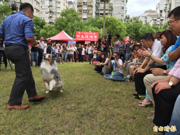 15隻名犬走秀，柯文哲看得出神。（記者周彥妤攝）