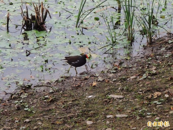 紅冠水雞棲息於鳥松濕地。（記者黃旭磊攝）