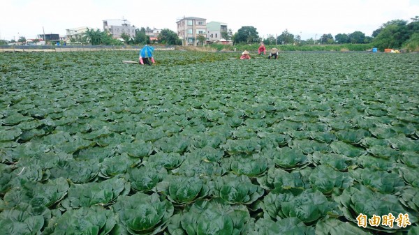 官田栽種菱角全台最多。（記者楊金城攝）