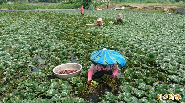 採菱角很辛苦，穿青蛙裝在菱角田裡翻找菱角。（記者楊金城攝）