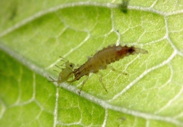 基徵草蛉的幼蟲生性剽悍，體型雖小，夾起蚜蟲卻一點都不馬虎。（農試所提供）