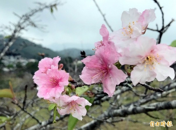 時序入秋，南投縣鹿谷鄉石馬公園河津櫻又開出「9月花」，令人嘖嘖稱奇。（記者謝介裕攝）