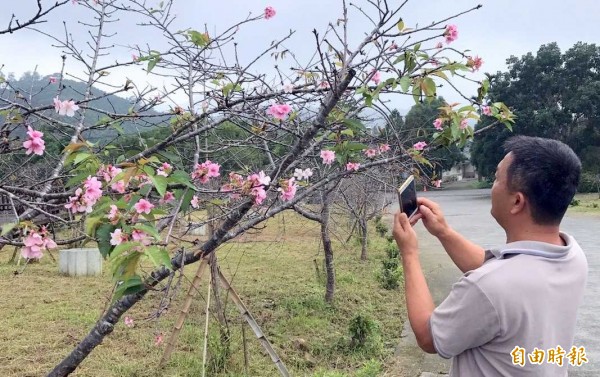 時序入秋，南投縣鹿谷鄉石馬公園河津櫻又開出「9月花」，吸引住來民眾拍照賞花。（記者謝介裕攝）