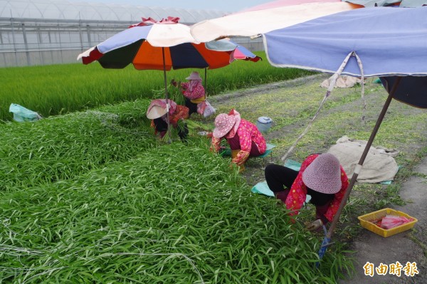 農業處提醒農民在颱風來襲前採收已經成熟的蔬果，減少可能的災損。（記者林國賢攝）
