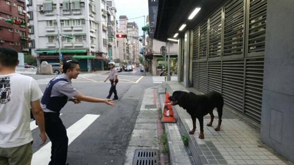 大型犬流氓走失，還會找警察助回家。（記者姚岳宏翻攝）