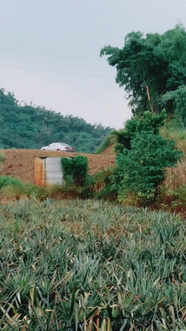 鳳梨田週遭荒涼一片。（記者曾迺強翻攝）