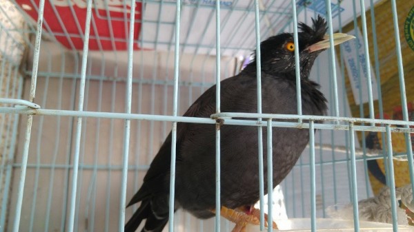 「八哥」原來是保育類動物,婦人飼養遭送辦!(記者蔡政珉翻攝)